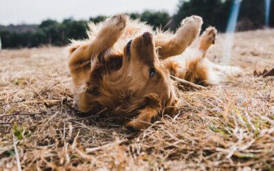 características del pienso para perros Wolf of Wilderness