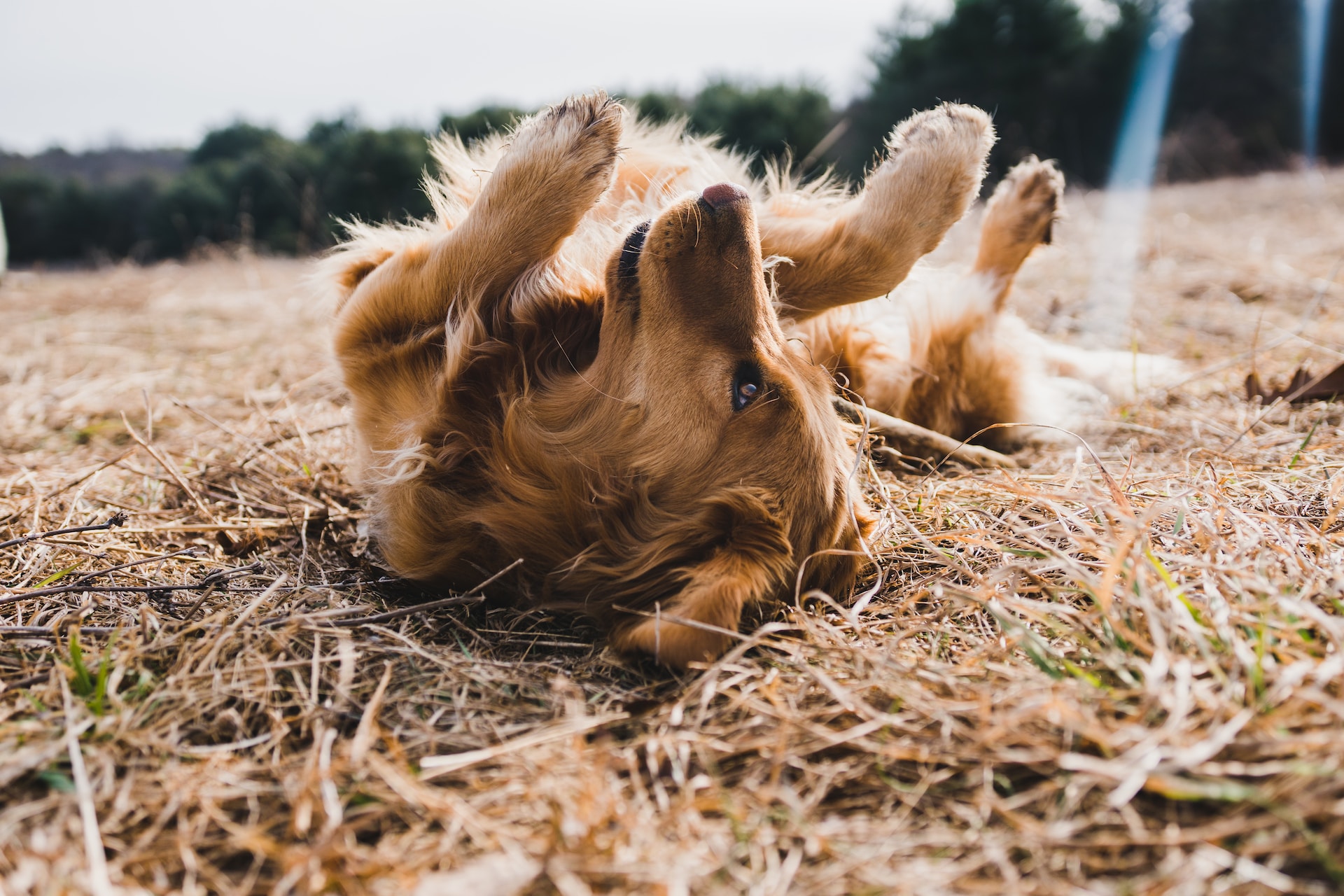 características del pienso para perros Wolf of Wilderness